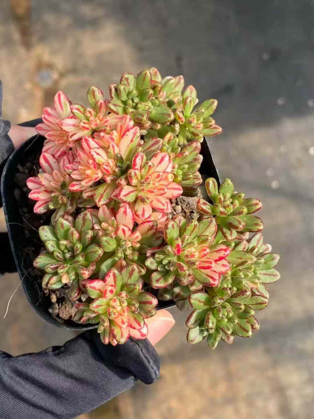 プ*す様 A-QS1012-2　小人祭り錦　抜き苗　40株　多肉植物 エケベリア プ*す様 A-QS1012-2 小人祭り錦 抜き苗 40株 多肉植物 エケベリア プ