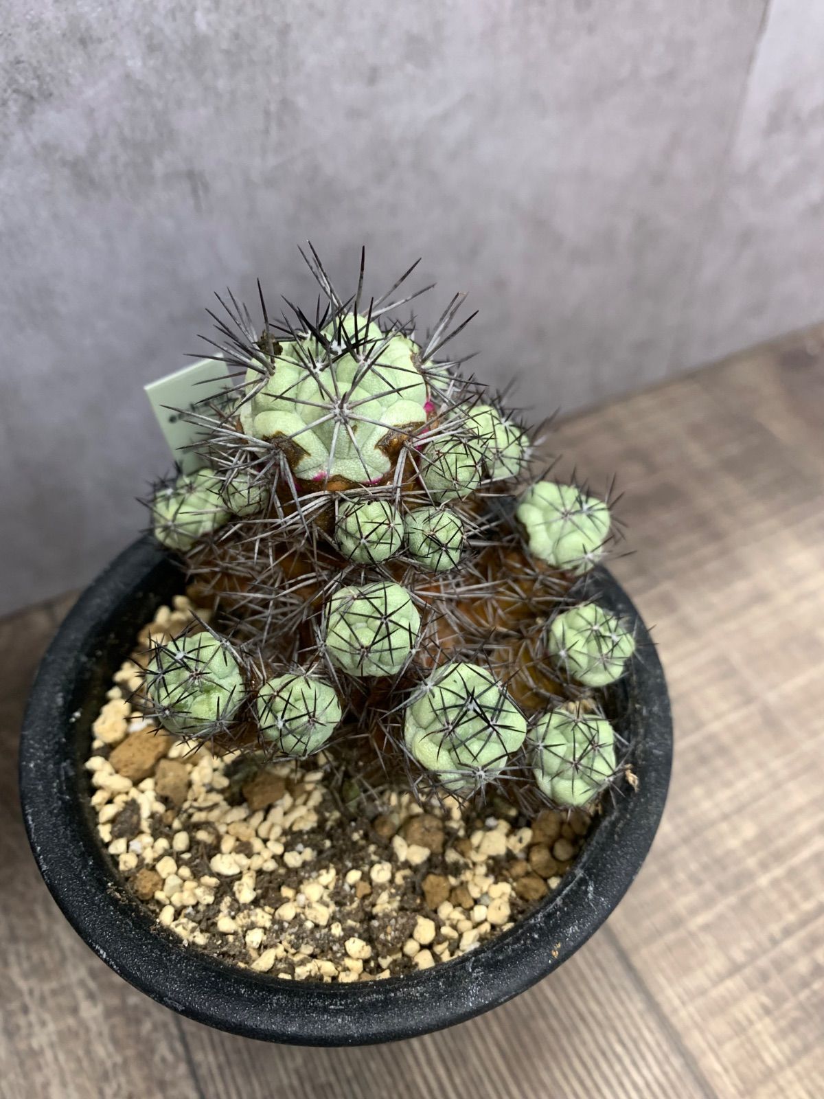 マクドガリー サボテン オルテゴカクタス 群生