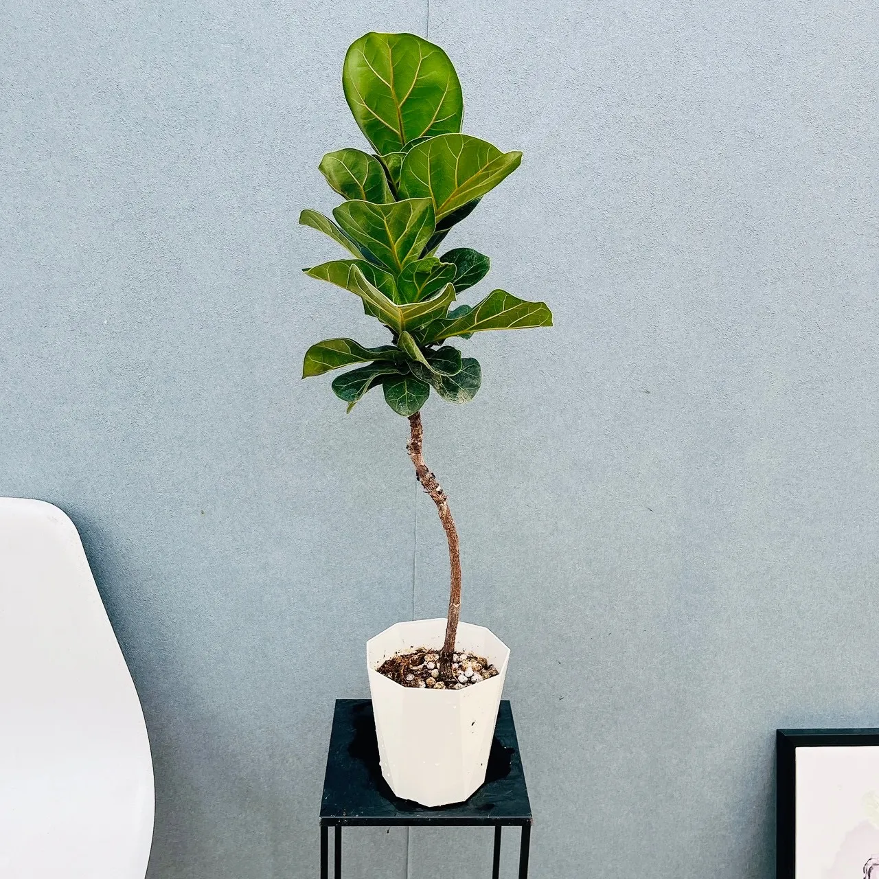 2026年最新】カシワバゴムノキの人気アイテム - メルカリ