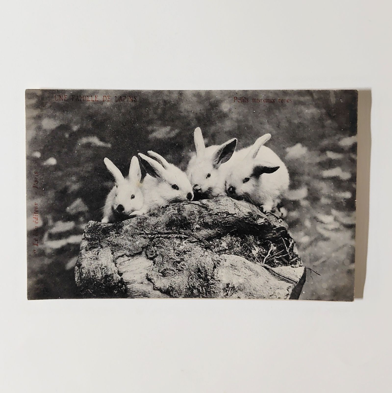 うさぎの家族 ― ひそひそ相談中 フランス ヴィンテージ ポストカード