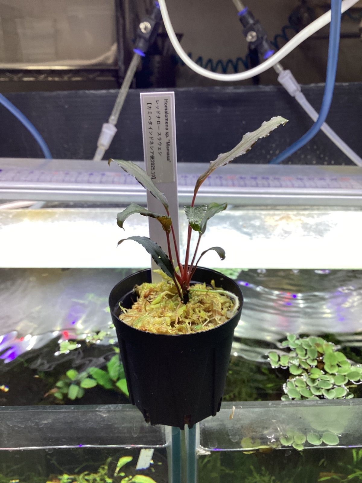 Homalomena sp. “Manase” レッドナロー スラウェシ カミハタ