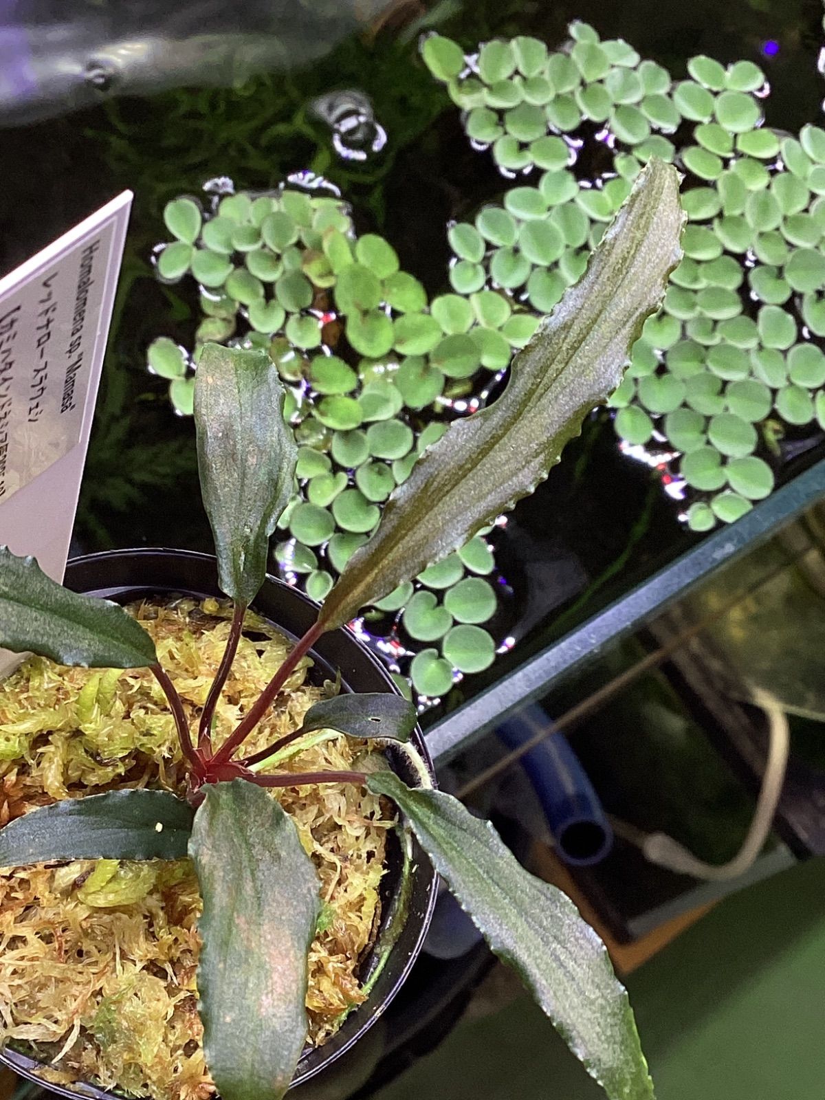 Homalomena sp. “Manase” レッドナロー スラウェシ カミハタ