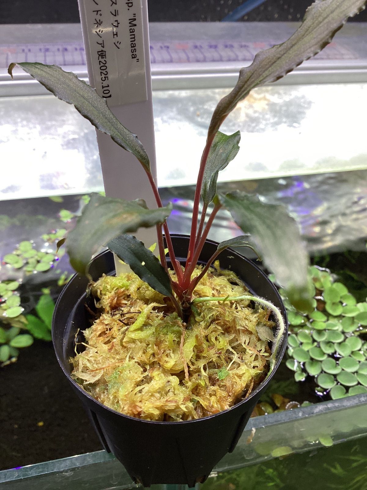 Homalomena sp. “Manase” レッドナロー スラウェシ カミハタ