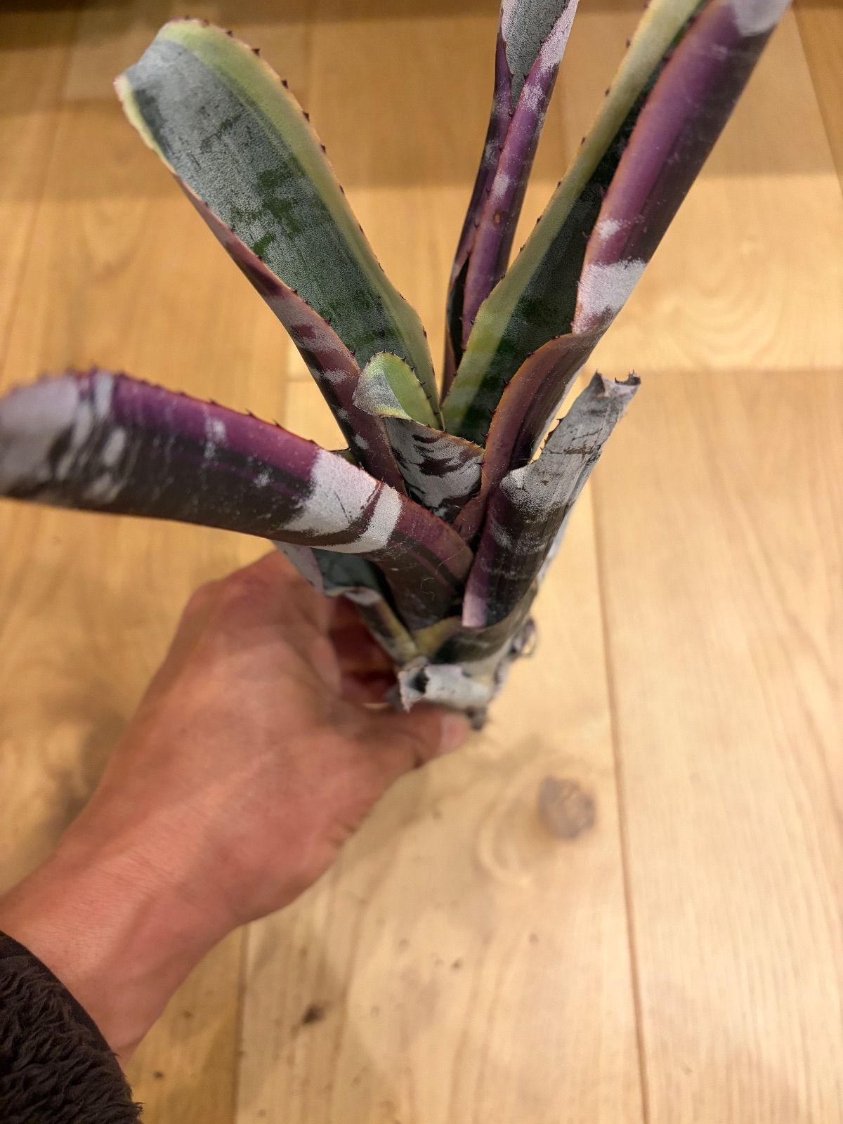 エクメア Aechmea Otto - メルカリ