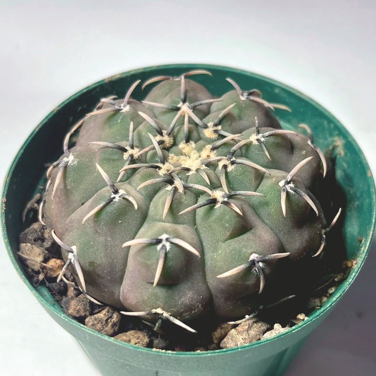 サボテン ギムノカリキウム 黒刺鳳頭 鉢ごと発送 - メルカリ