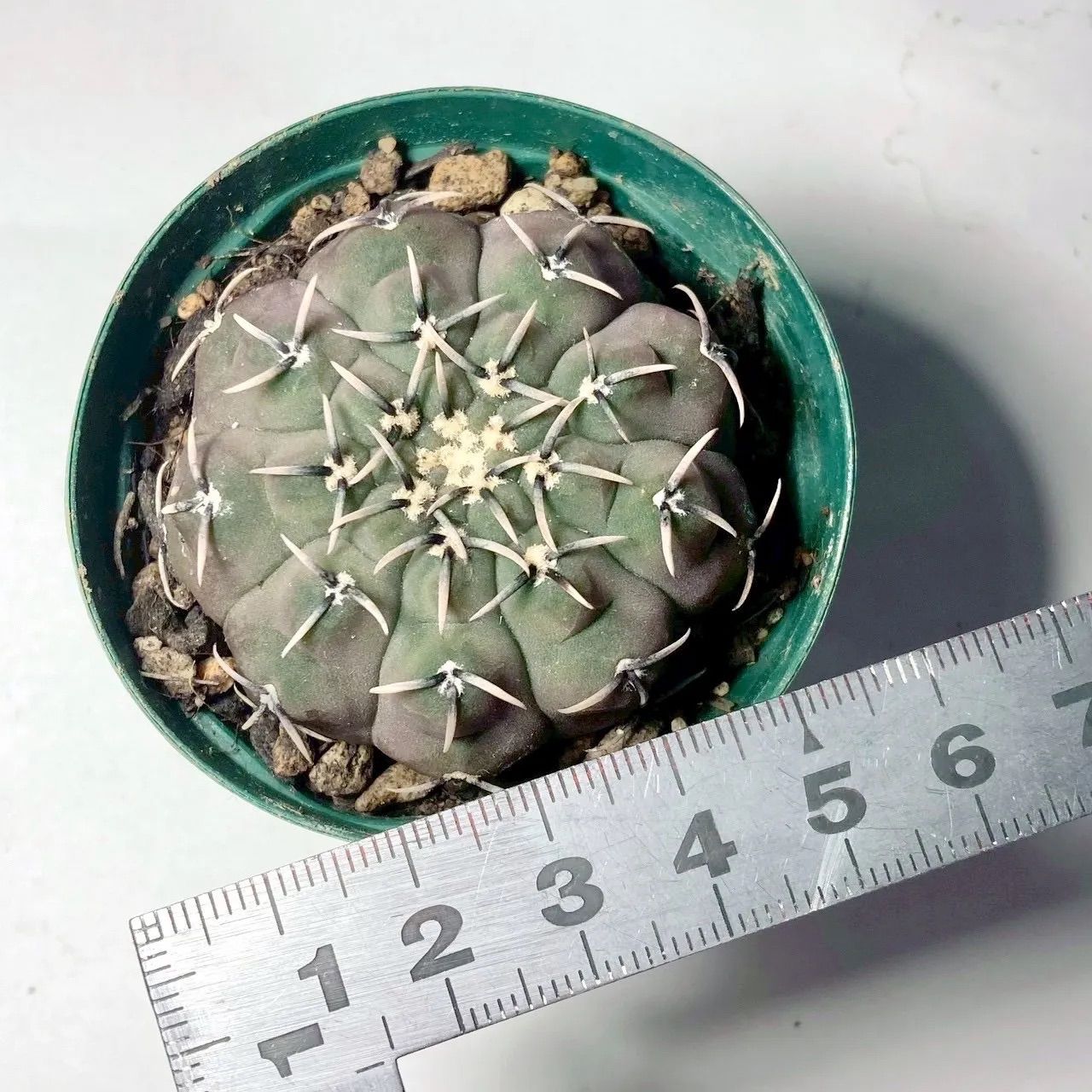 サボテン ギムノカリキウム 黒刺鳳頭 鉢ごと発送 - メルカリ