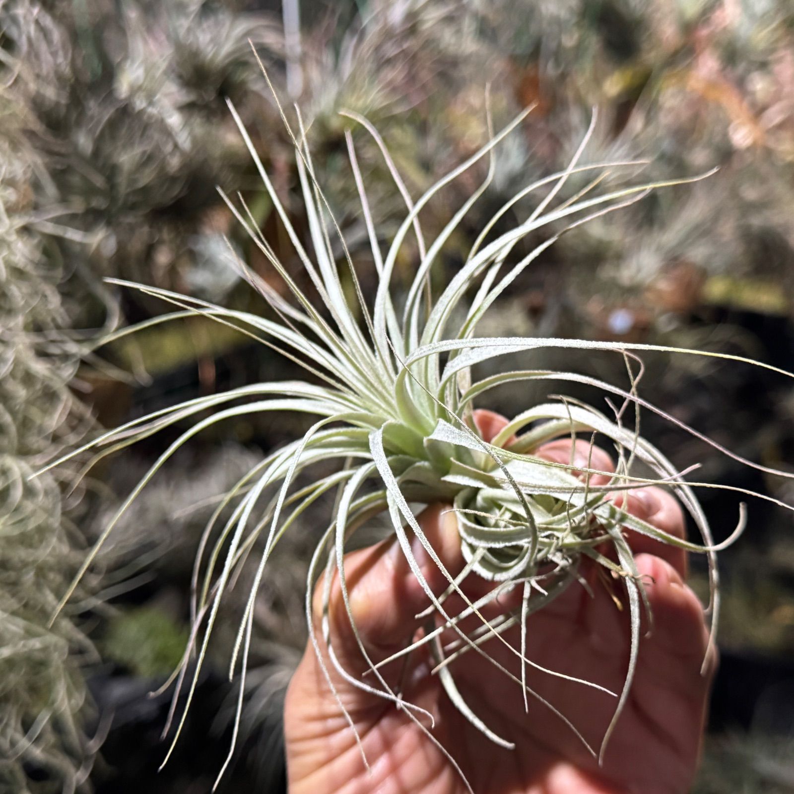 現品＊ 特大極上株＊ チランジア チャペウエンシス Tillandsia