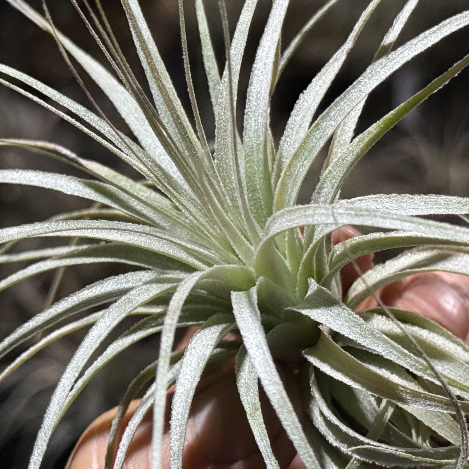 チランジア チャペウエンシス エアプランツ Tillandsia chapeuensis チランジア・チャペウエンシス○エアプランツEP
