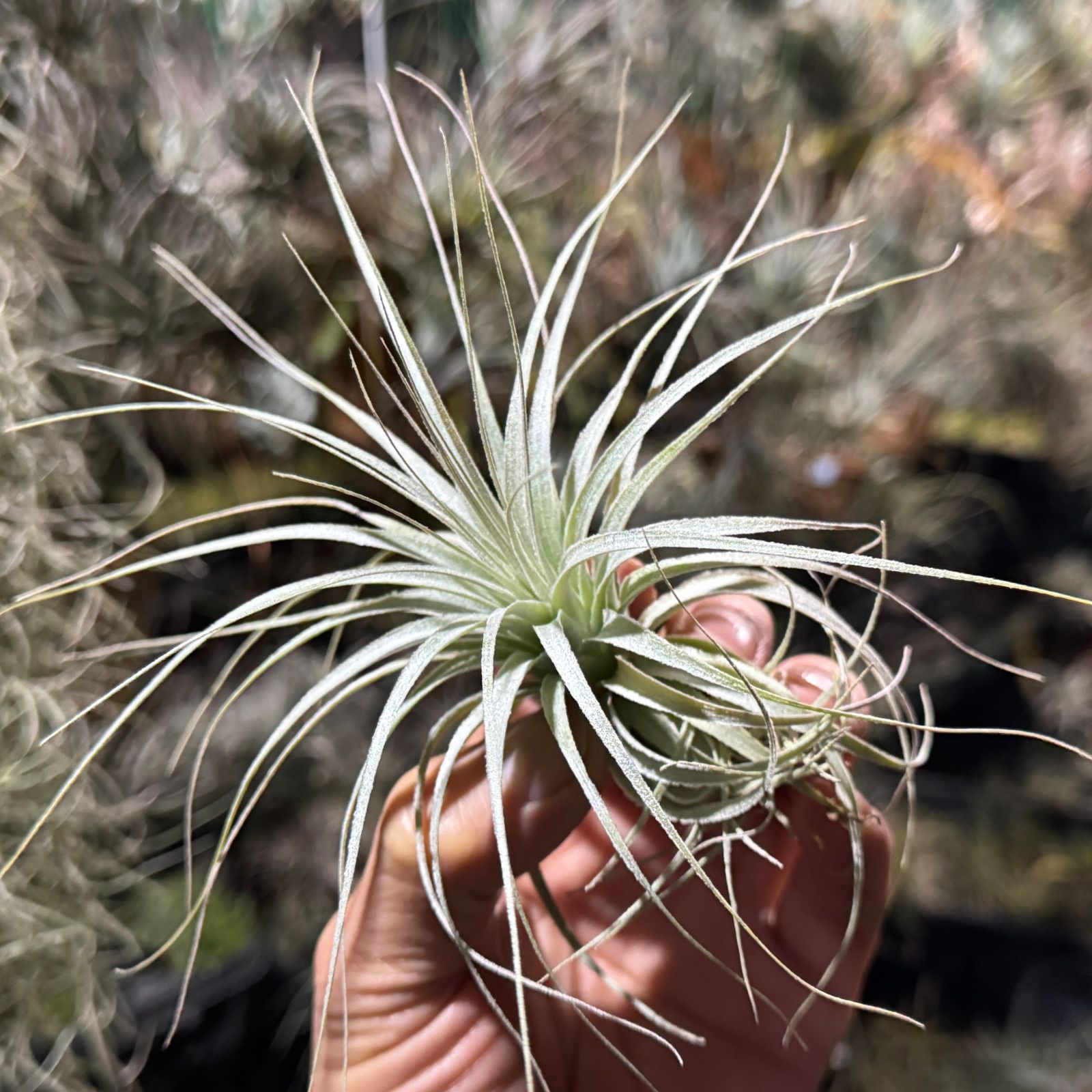 現品＊ 特大極上株＊ チランジア チャペウエンシス Tillandsia