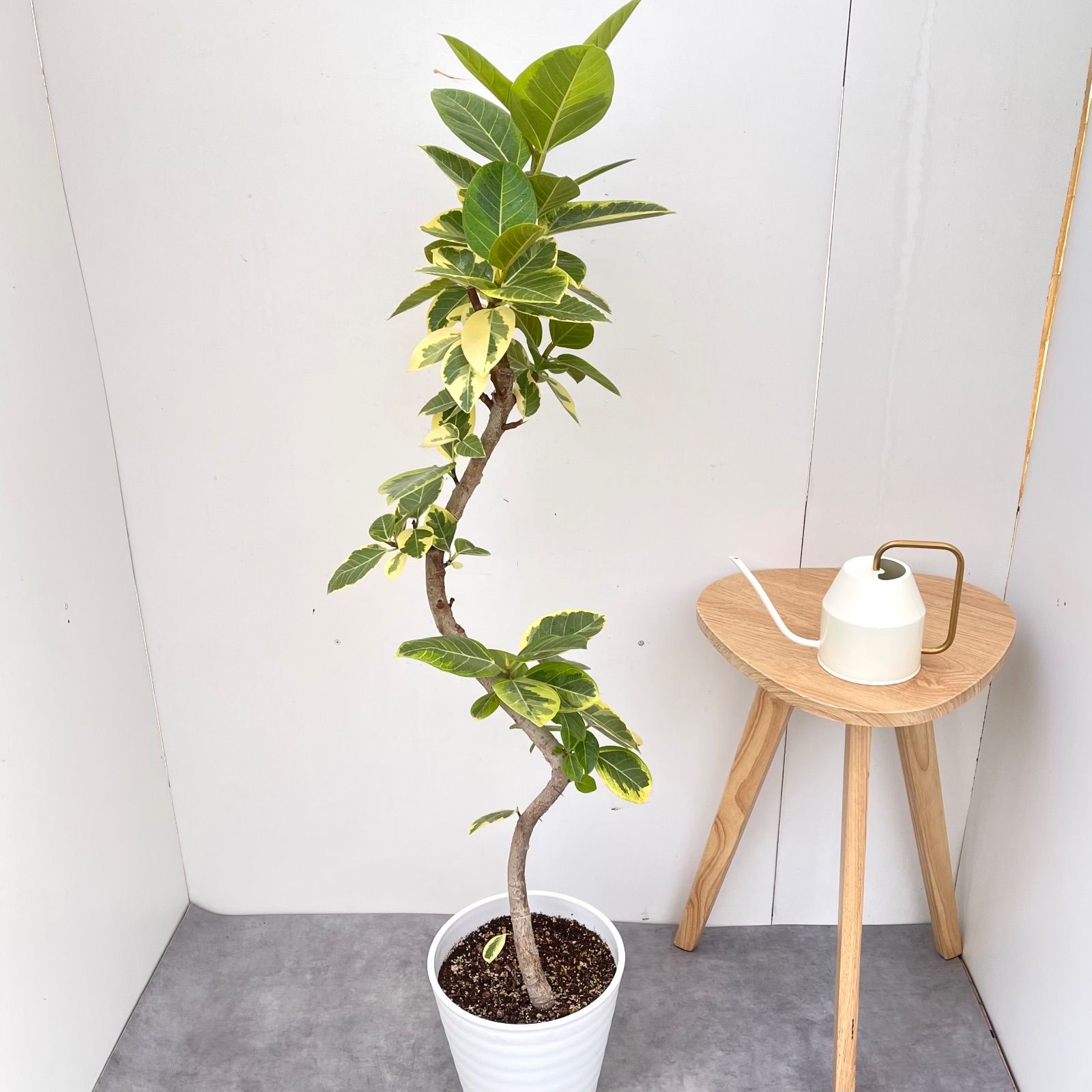 フィカス アルテシマ 曲がり 25 現品 観葉植物 室内 大型