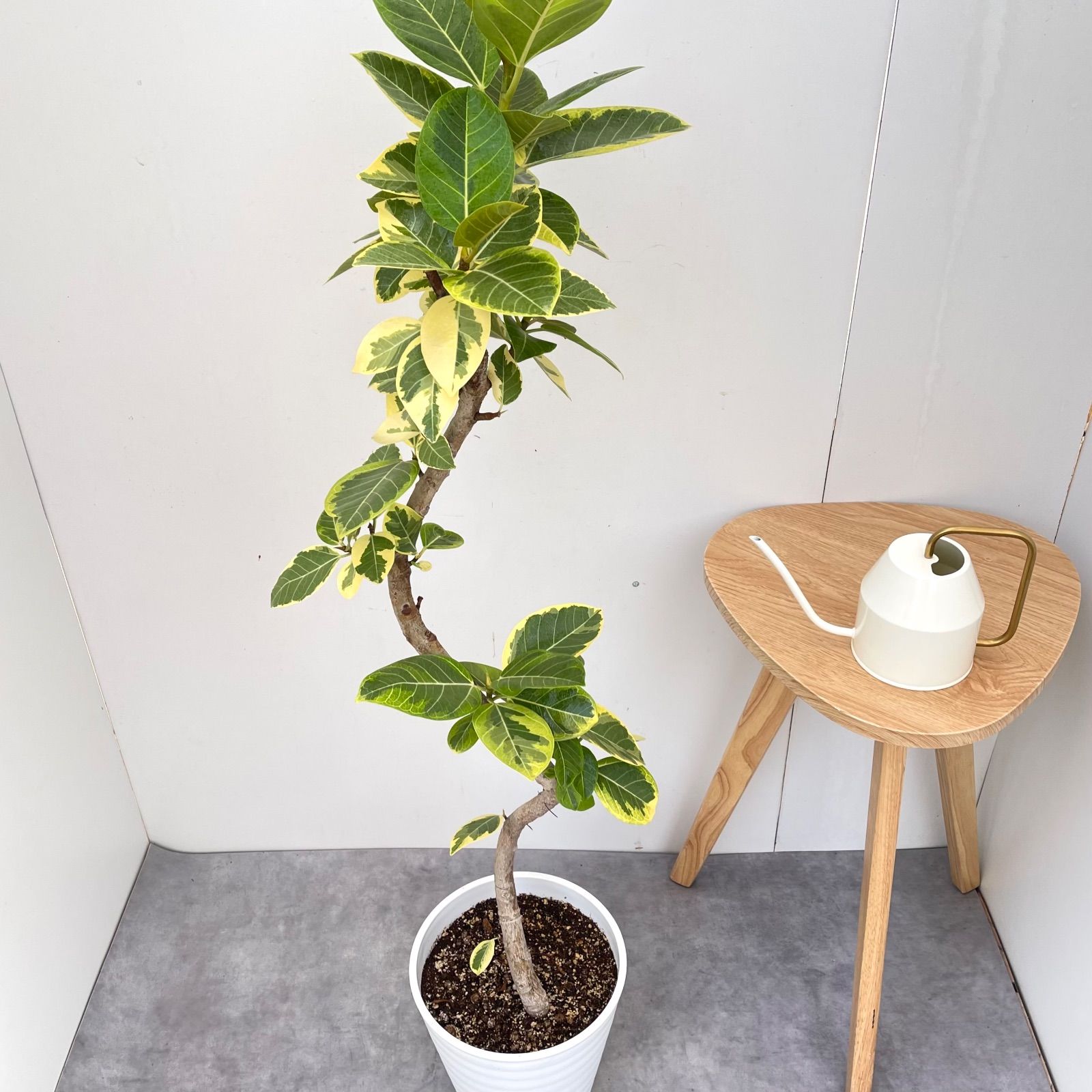 ［現品］16番　フィカス　アルテシマ　曲がり　8号　観葉植物　室内　大型　人気 現品］16番 大人気！ フィカスアルテシマ 8号 観葉植物 室内 大型