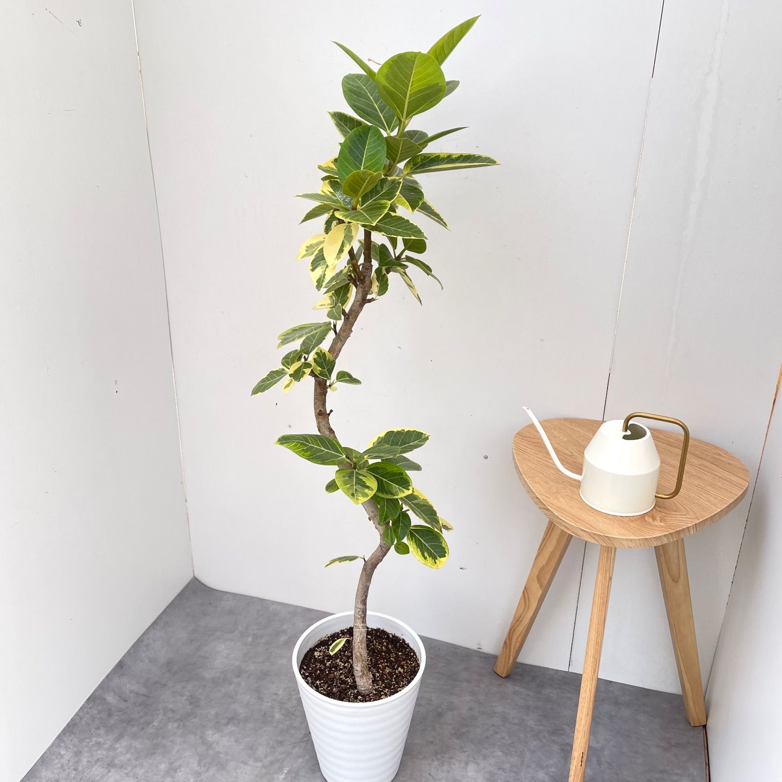 ［現品］16番　フィカス　アルテシマ　曲がり　8号　観葉植物　室内　大型　人気 フィカス アルテシマ 曲がり 10【現品】観葉植物 室内 大型 - メルカリ