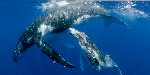 クジラ＆イルカ大図鑑po