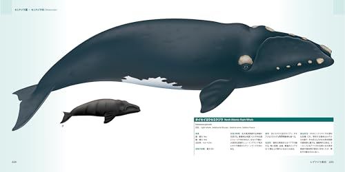  ビジュアル クジラ＆イルカ大図鑑po ea 044827 その他 キッチン 食器