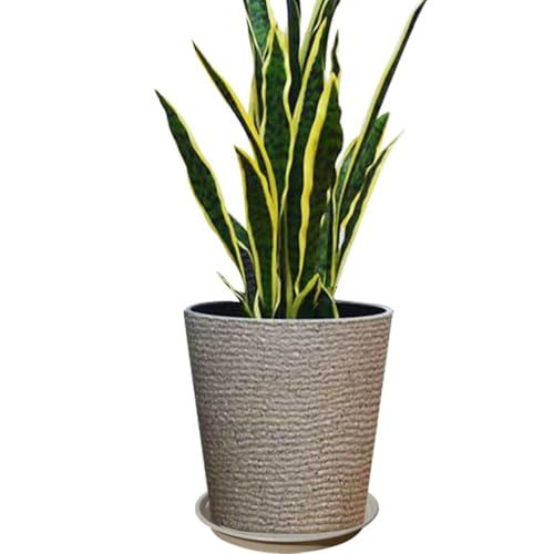 菊水大型タイプ 実生 鉢植えメルカリ便送料込み 大型菊水 実生 鉢植えメルカリ便発送( •ω- )☆