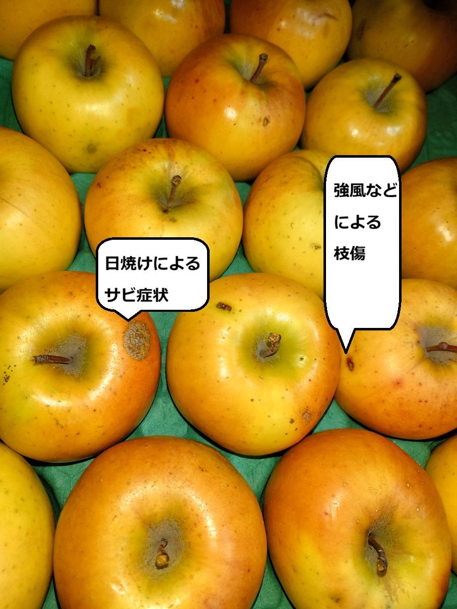 青森県オリジナル品種 こうこうワケあり3K箱☆送料込み☆飲めるりんご☆スマートフレッシュ処理品☆ - メルカリ