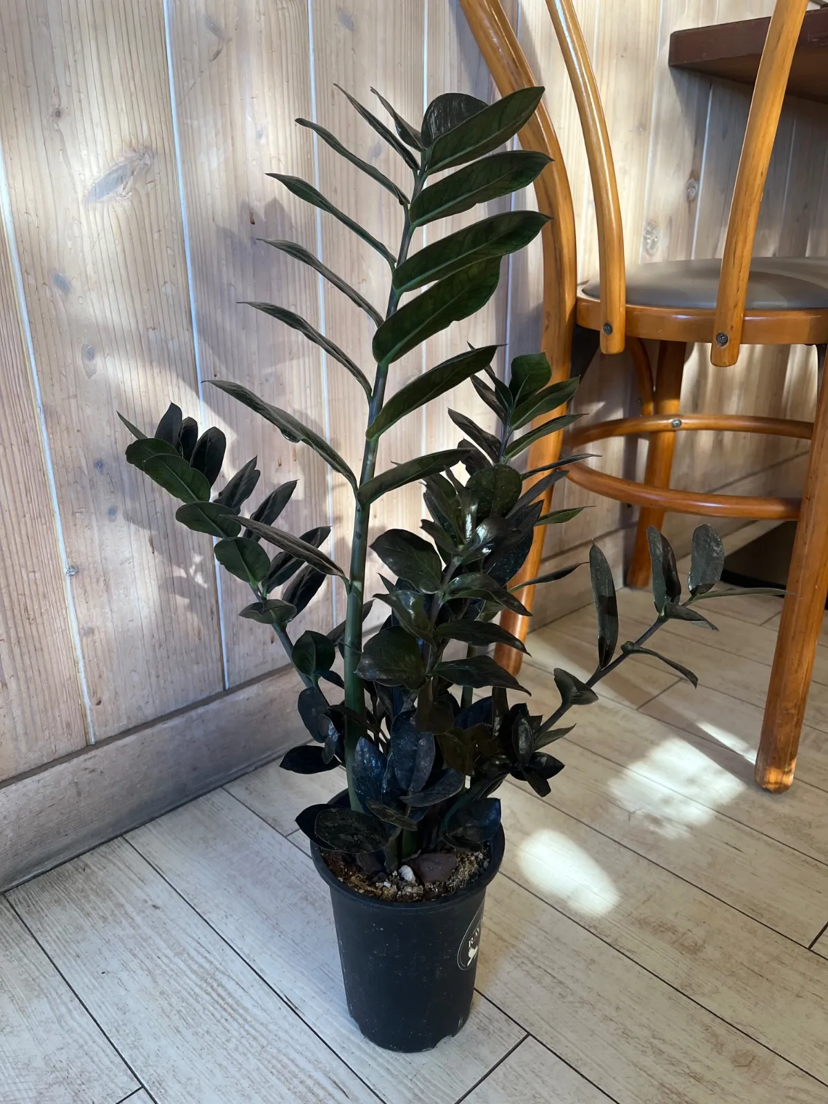 2026年最新】ザミオクルカス レイヴンの人気アイテム - メルカリ