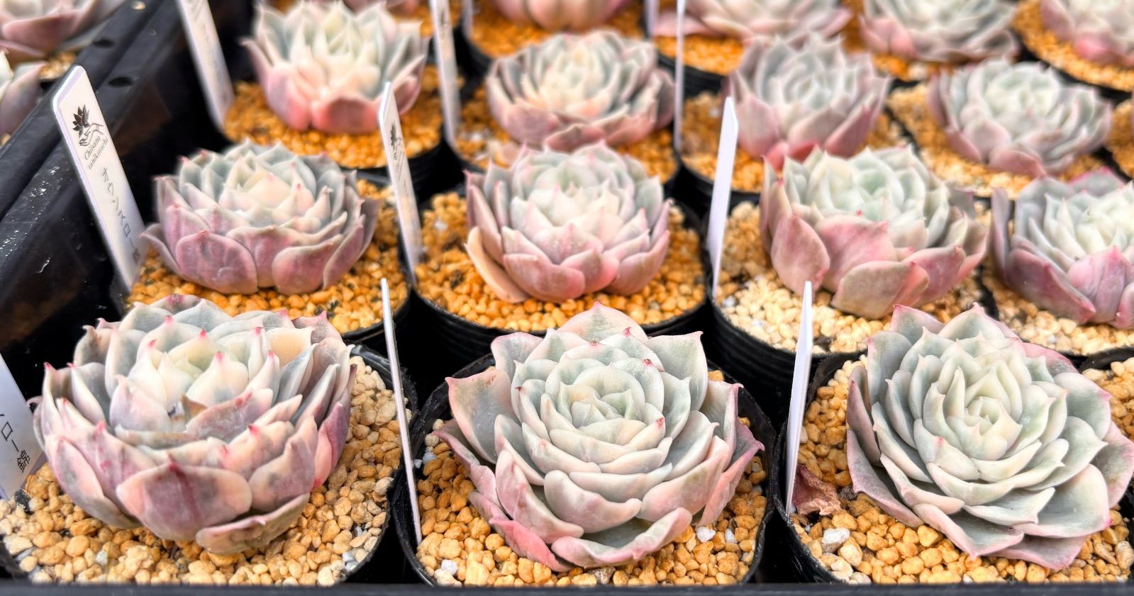 オウンスロー錦 エケベリア 韓国苗 多肉植物 - メルカリ