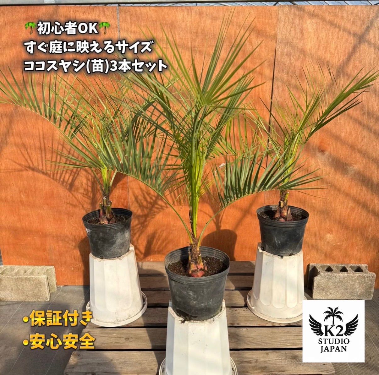 初心者OK ココスヤシ3本セット すぐ庭に映えるサイズ ポット入り