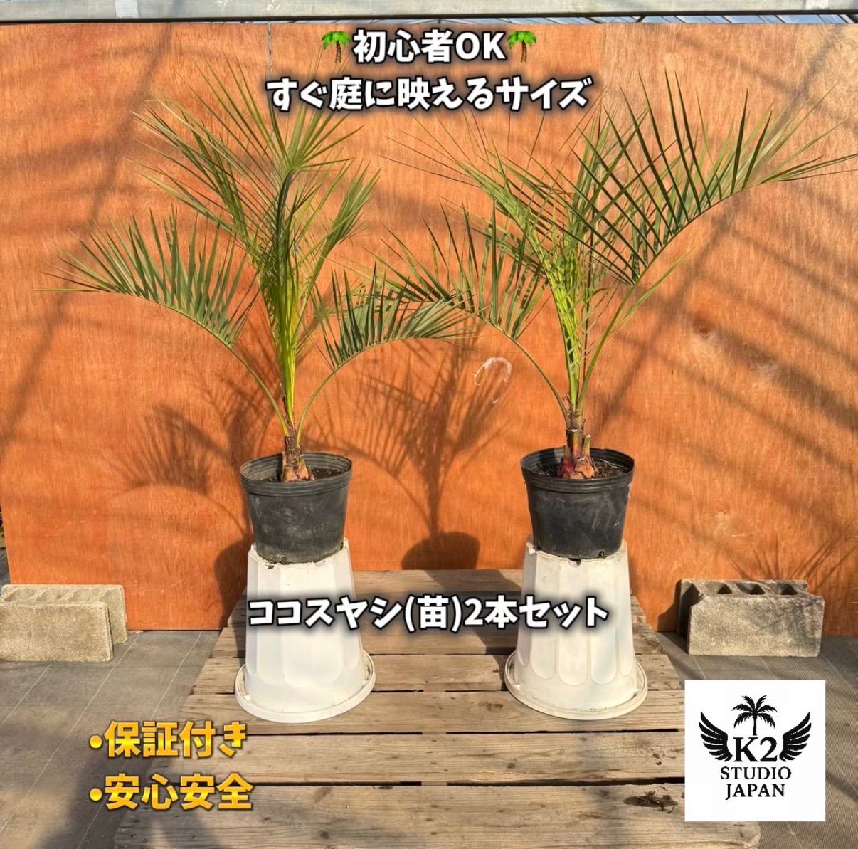 初心者OK】ココスヤシ2本セット｜すぐ庭に映えるサイズ・ポット入り