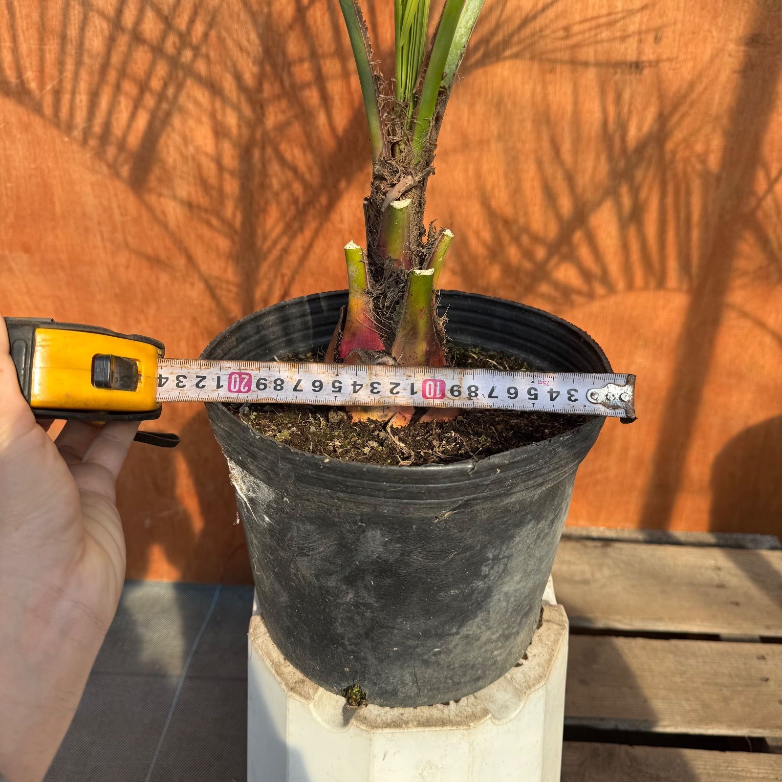 初心者OK】ココスヤシ2本セット｜すぐ庭に映えるサイズ・ポット入り