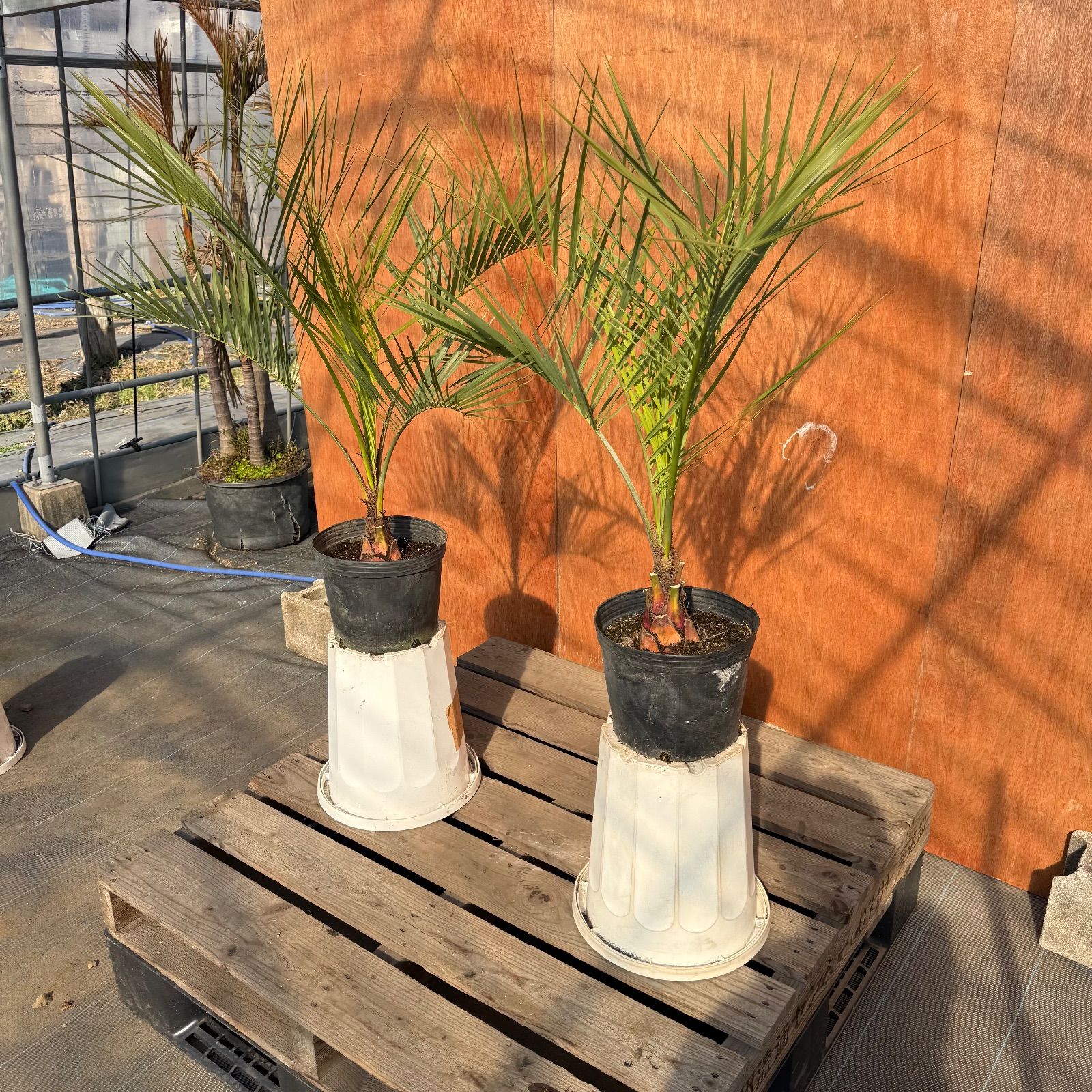 初心者OK】ココスヤシ2本セット｜すぐ庭に映えるサイズ・ポット入り