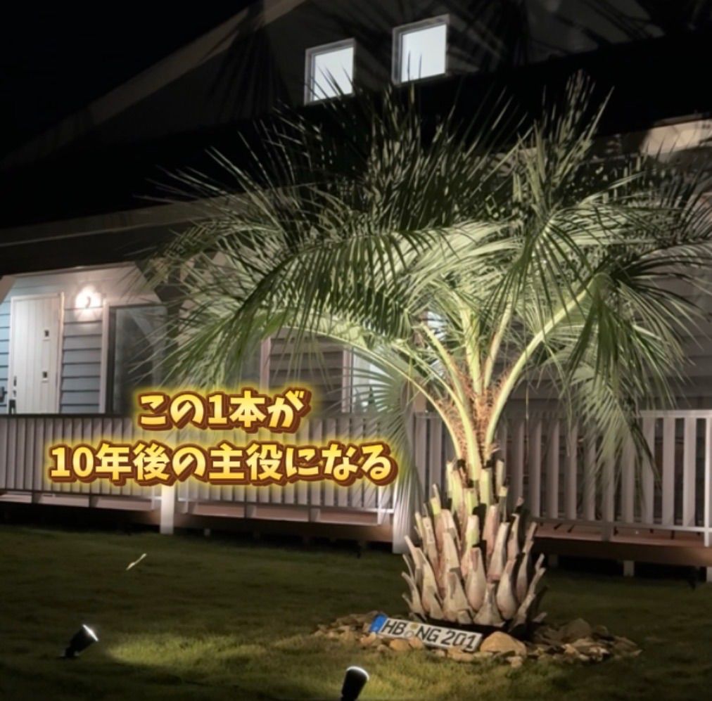 ココスヤシ　斑入り　10号ポットつき　激レア❗　② 楽天市場】2024年入荷ヤシ!! 希少ココスヤシ パームツリー Butiayatay