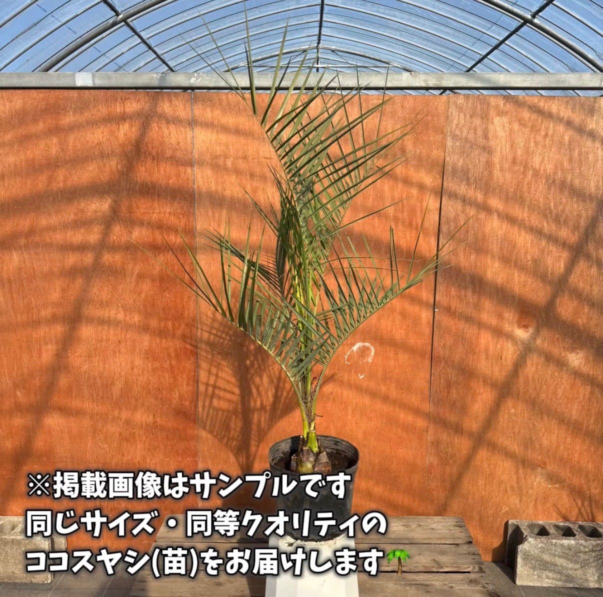 初心者OK】まずは1本から｜お試しココスヤシ（ポット入り） - メルカリ