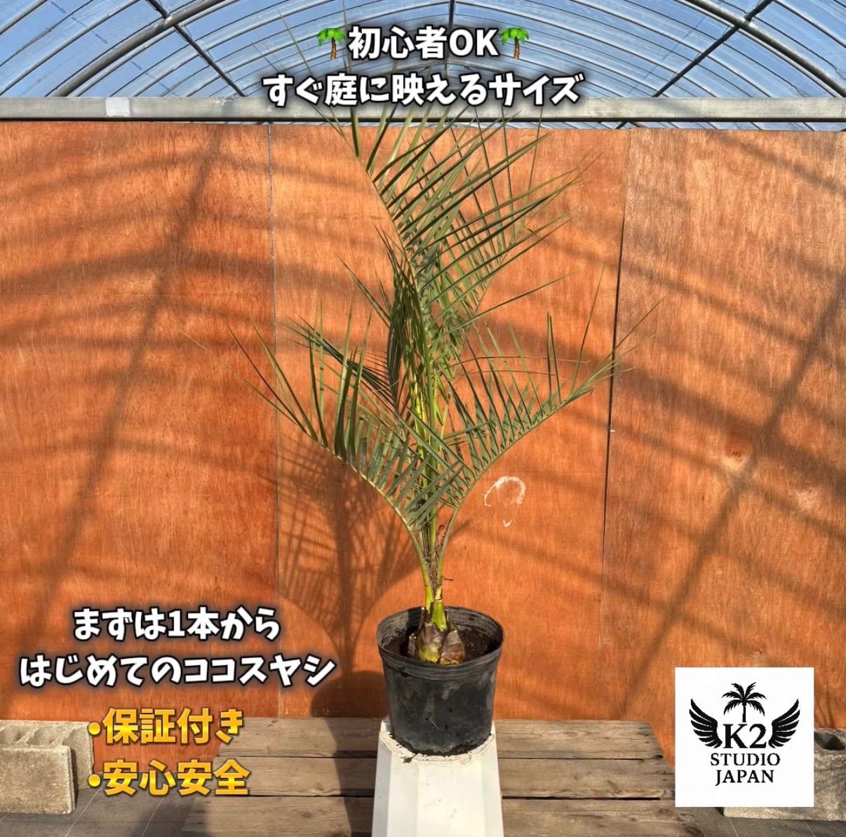 初心者OK】まずは1本から｜お試しココスヤシ（ポット入り） - メルカリ