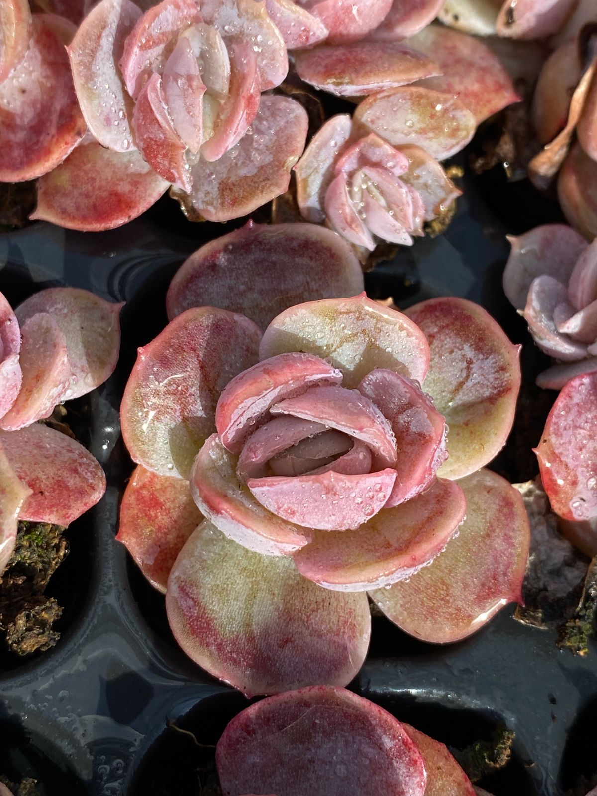 A セル苗105個セット✨多肉植物　エケベリア　詰め合わせ　寄せ植えに!! 新発売 LL110 ブルーサプライズ 105苗セット 土と根付き 多肉植物