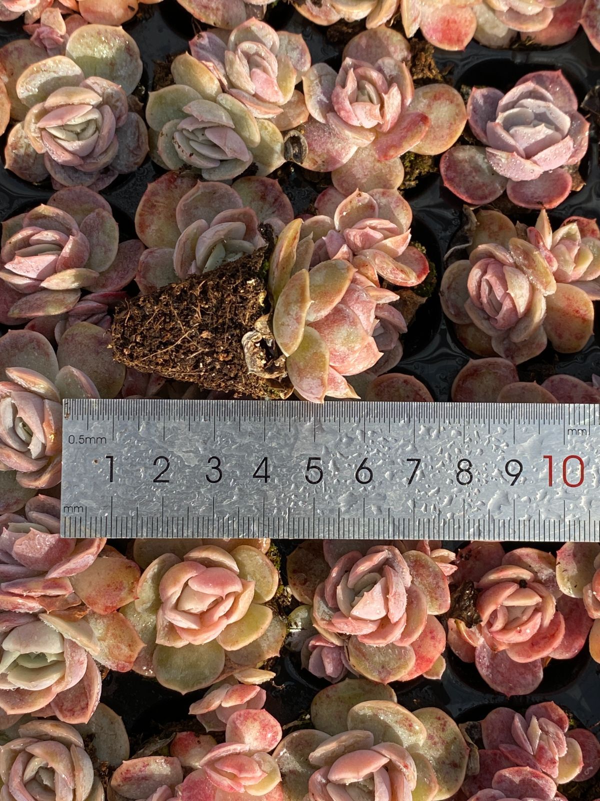 は*ん様 朱子玉 L456×105苗 土付き多肉植物 詰め合わせ エケベリア サ は*ん様 朱子玉 L456×105苗 土付き多肉植物 詰め合わせ エケベリア サ