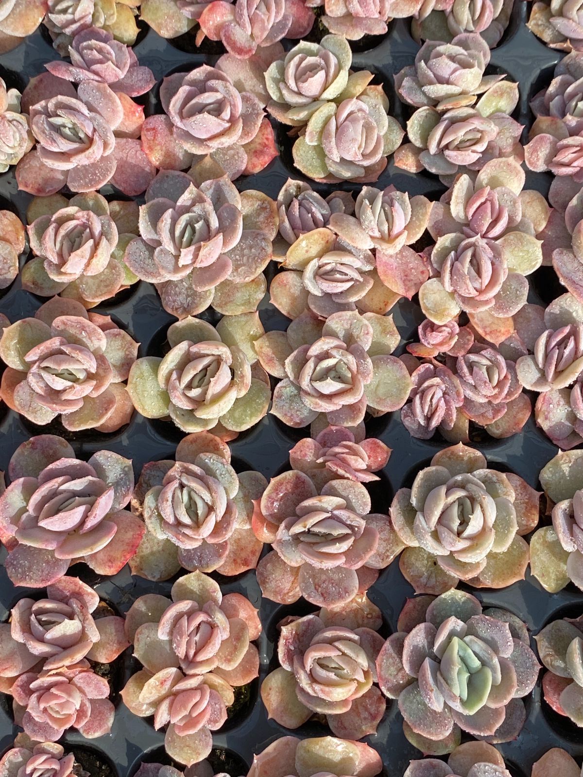 新発売 LL110 ブルーサプライズ 105苗セット 土と根付き 多肉植物