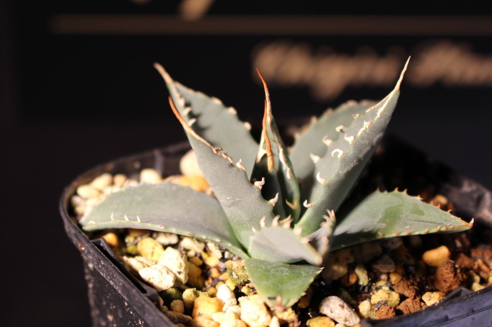 アガベ　エボリスピナ アガベ ユタエンシス エボリスピナ