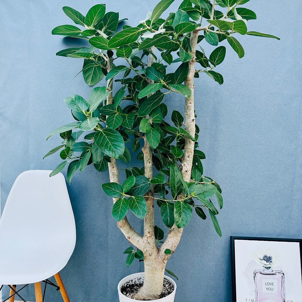 現品 太 99番 フィカス ベンガレンシス 10号 観葉植物 室内 大型 ゴムの木 幹 おしゃれ 特大