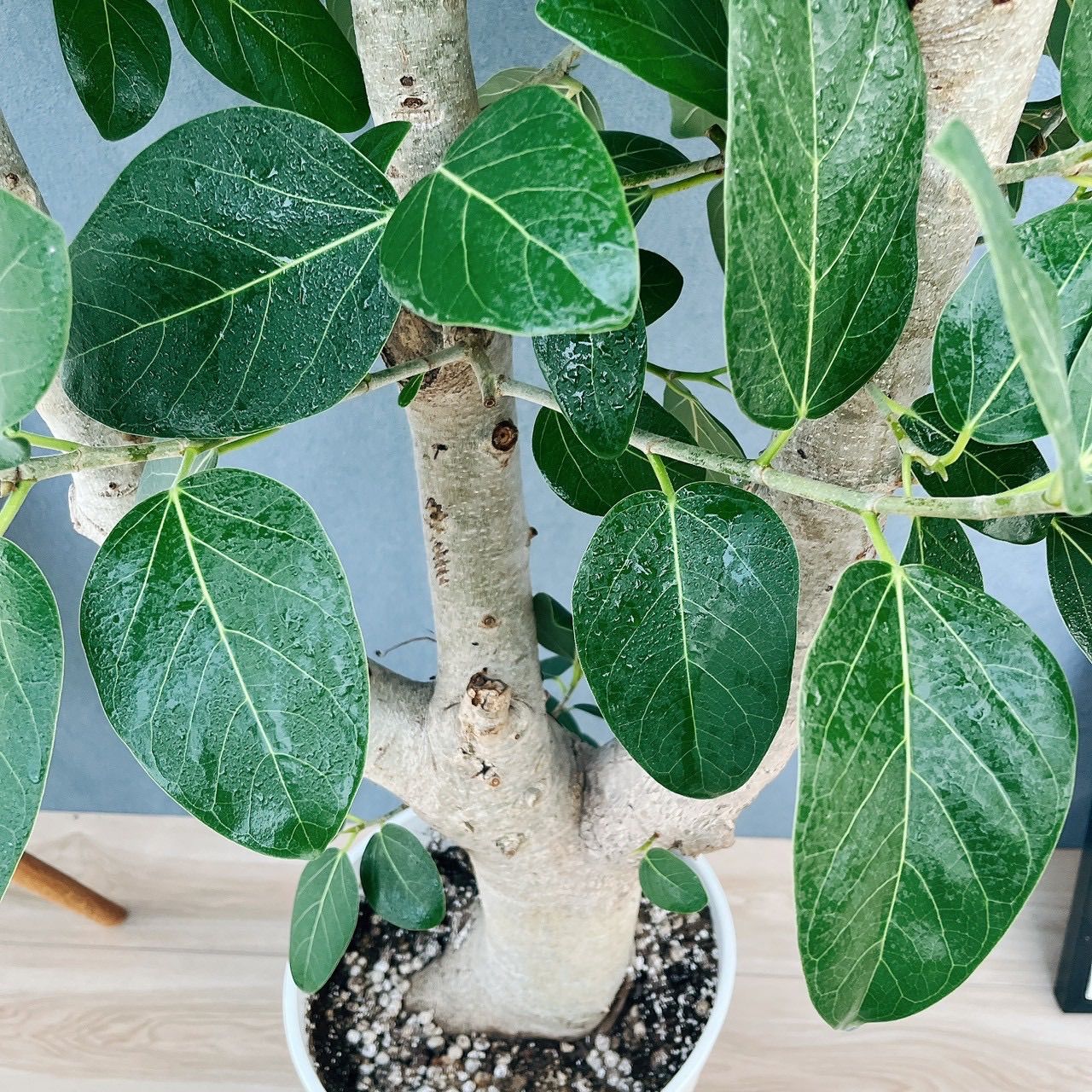 現品］☆極太☆ 99番 フィカス ベンガレンシス 10号 観葉植物 室内