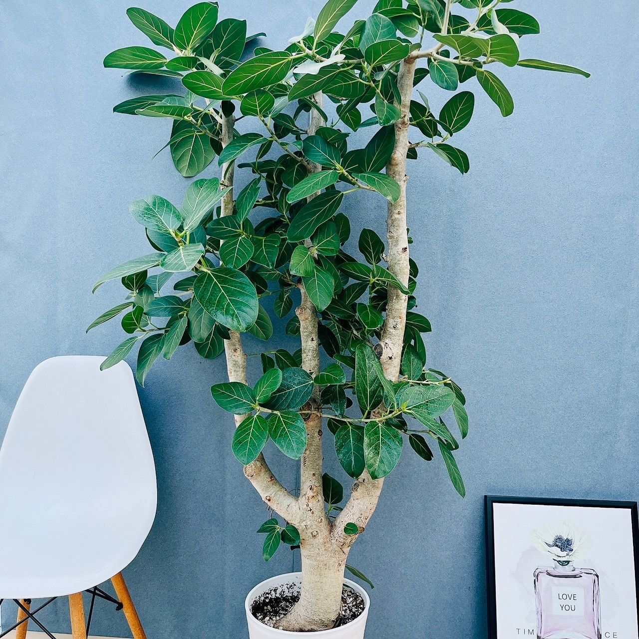 ⑤　フィカス　ベンガレンシ　10号　特大苗木最高等級極上品‼️　極太 現品］☆極太☆ 99番 フィカス ベンガレンシス 10号 観葉植物 室内