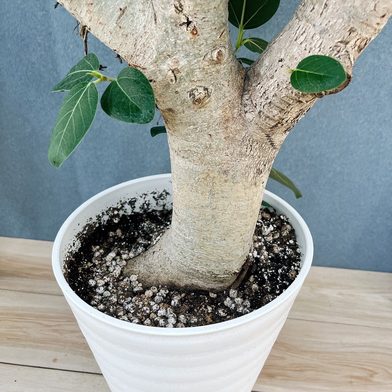 現品］☆極太☆ 99番 フィカス ベンガレンシス 10号 観葉植物 室内