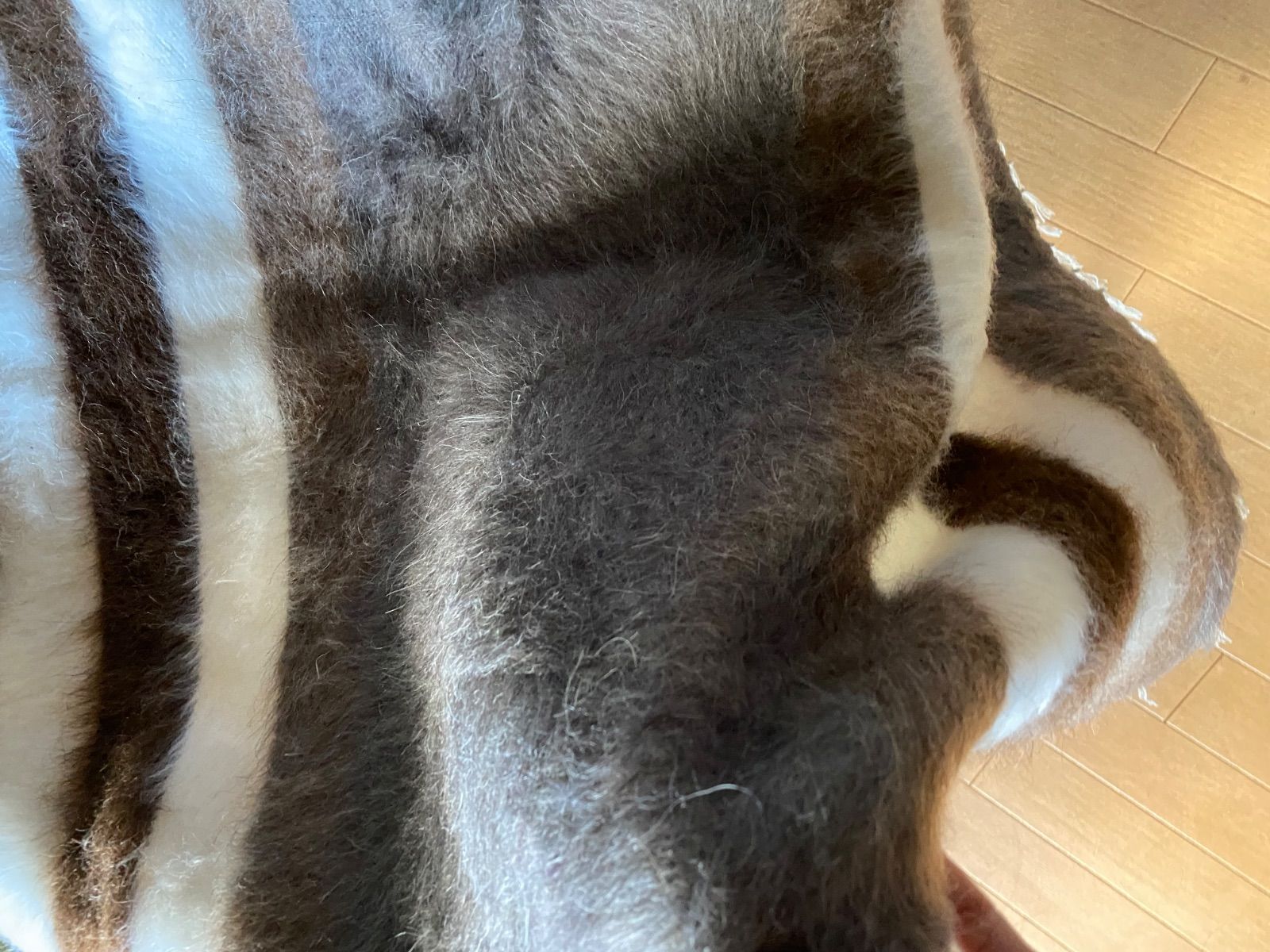 トルコのシイルトで140年前から伝統的に織られているアンゴラヤギの