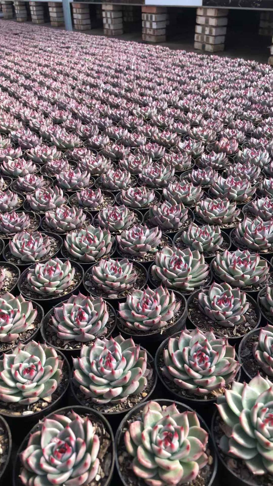 Z2545×18苗 トスカネッリ 新入荷 抜き苗 多肉植物 詰め合わせ