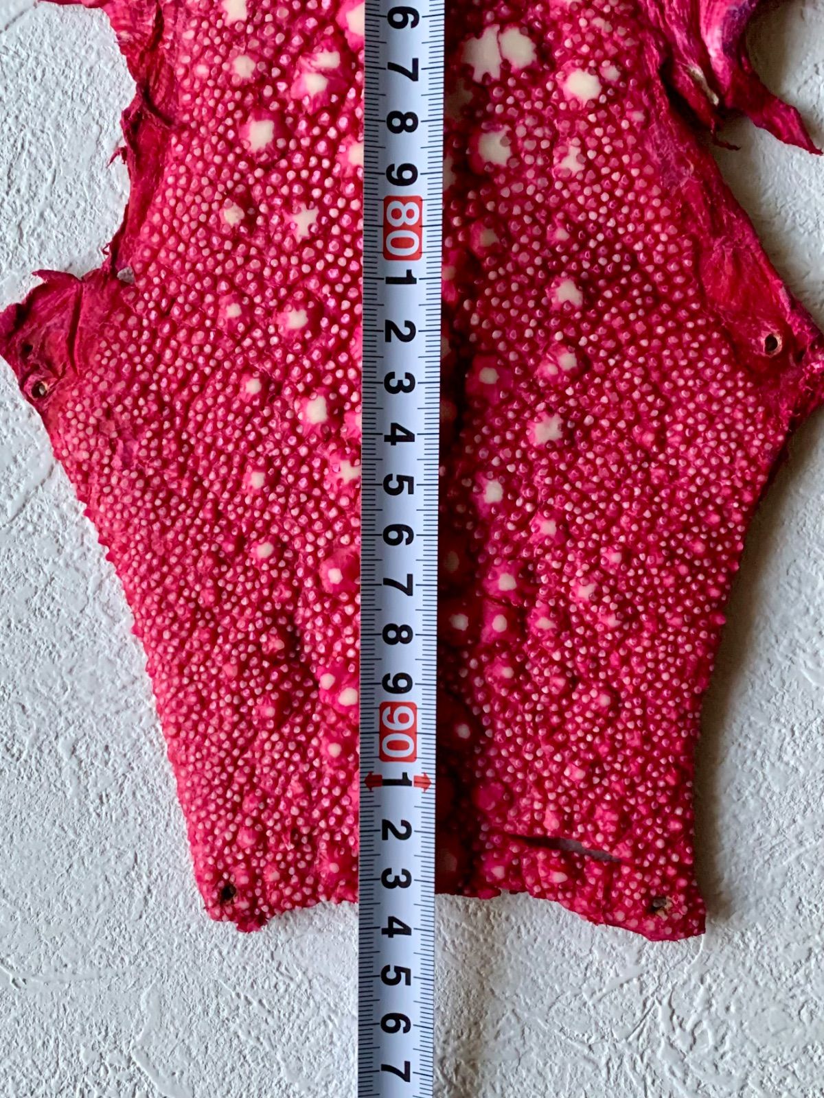  スタースティングレイ 鮫皮 18インチ ポリッシュ仕上げ 革 レザークラフト道具 材料