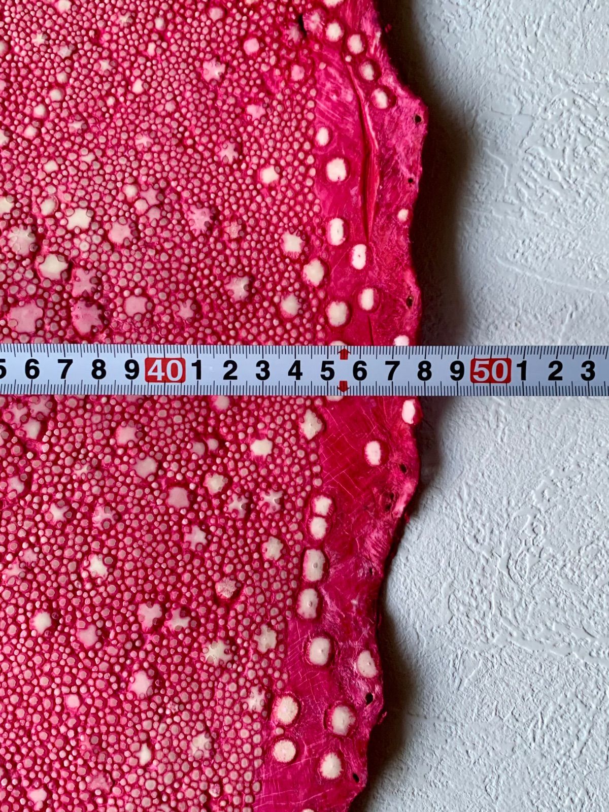 スタースティングレイ 鮫皮 18インチ ポリッシュ仕上げ