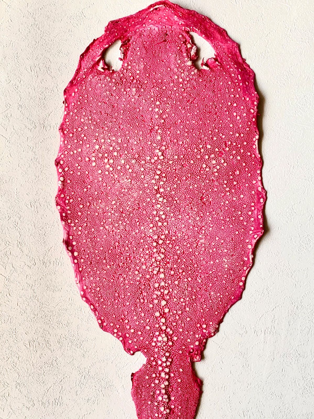 スタースティングレイ 18インチ ポリッシュ仕上げ 鮫皮