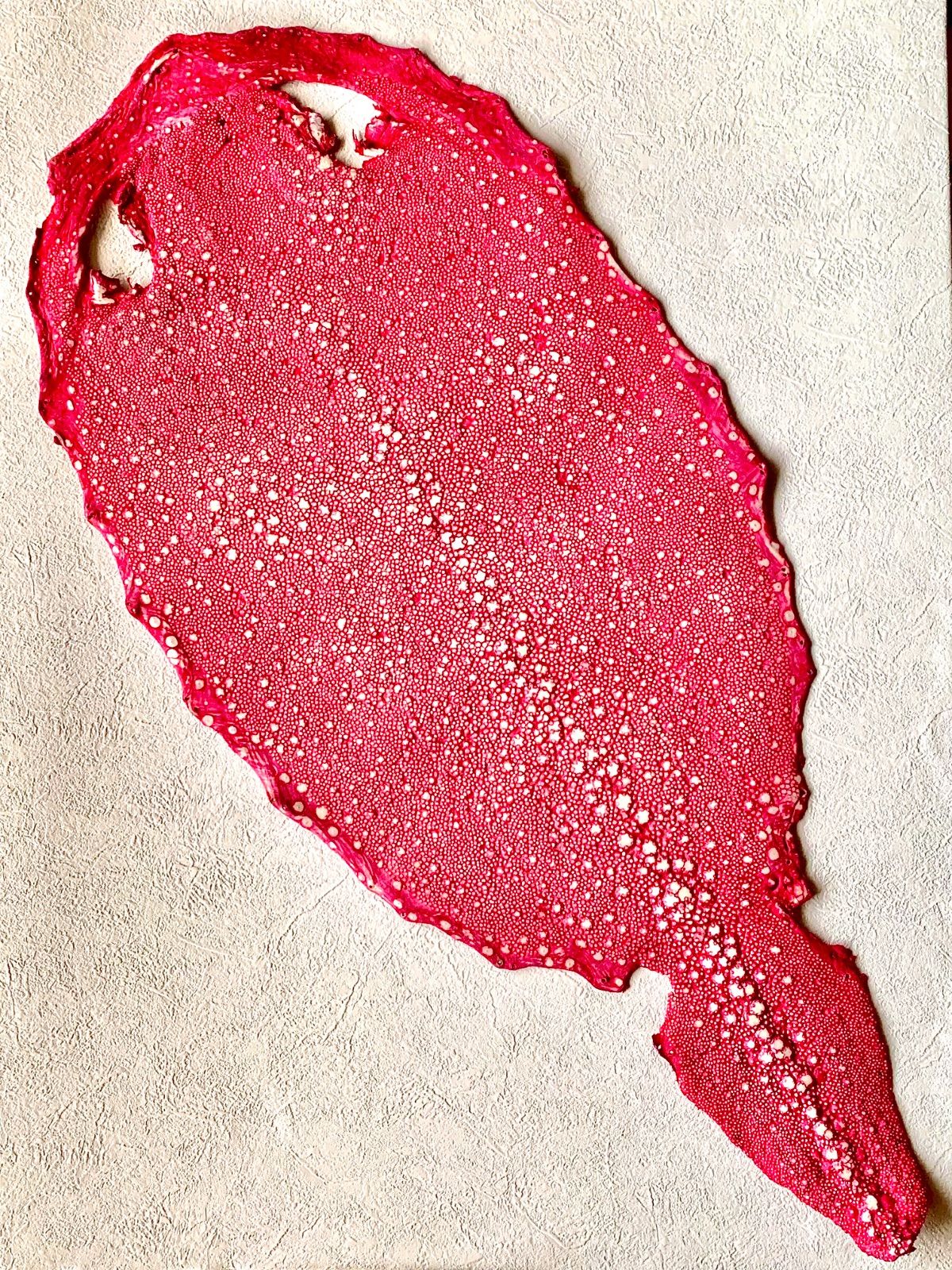 スタースティングレイ 18インチ ポリッシュ仕上げ 鮫皮