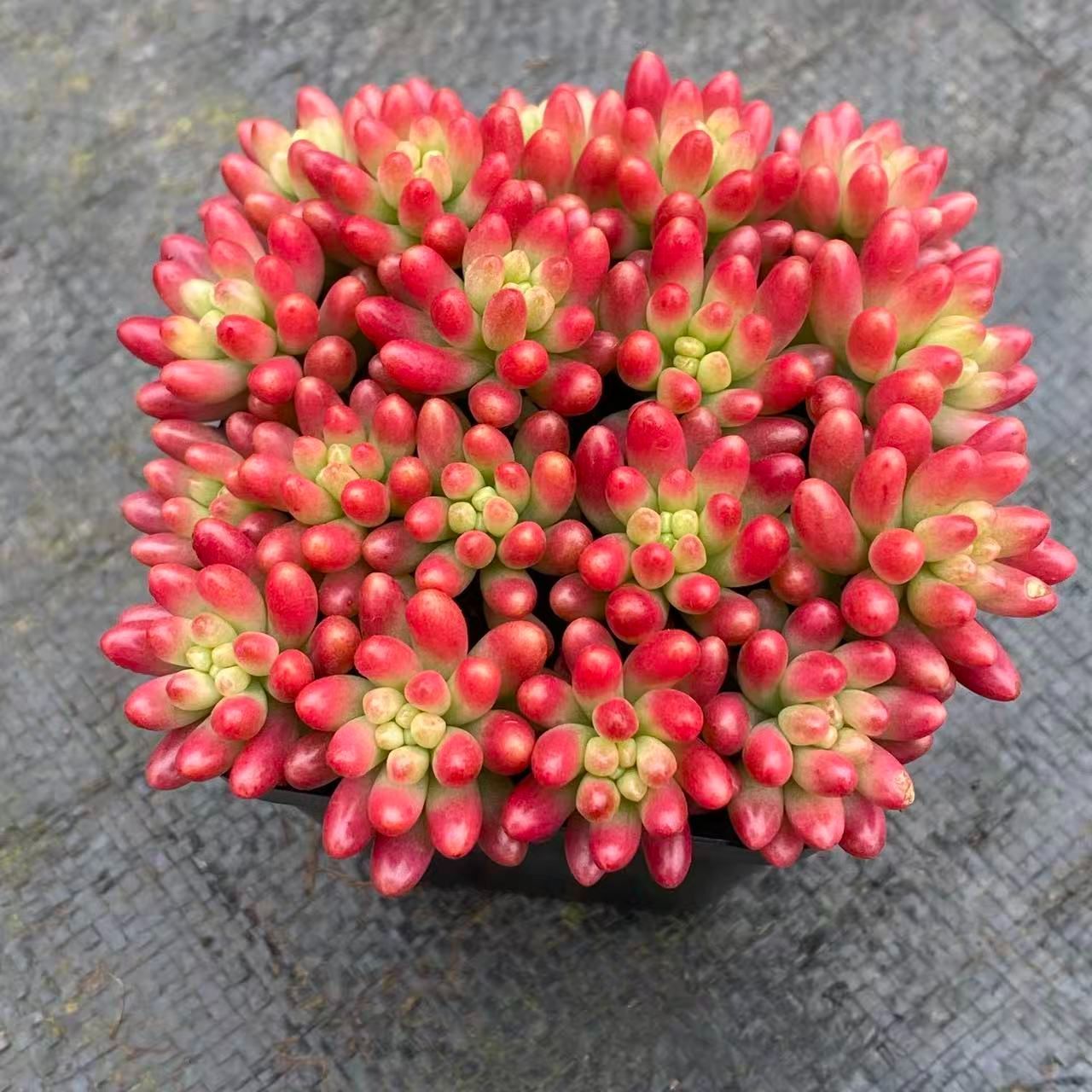 新入荷 虹の玉錦 Z2547×28苗 土鉢付き 多肉植物 アエオニウム