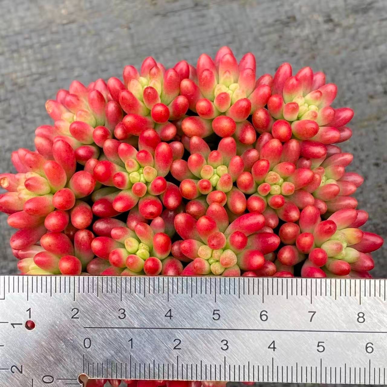 新入荷 虹の玉錦 Z2547×28苗 土鉢付き 多肉植物 アエオニウム