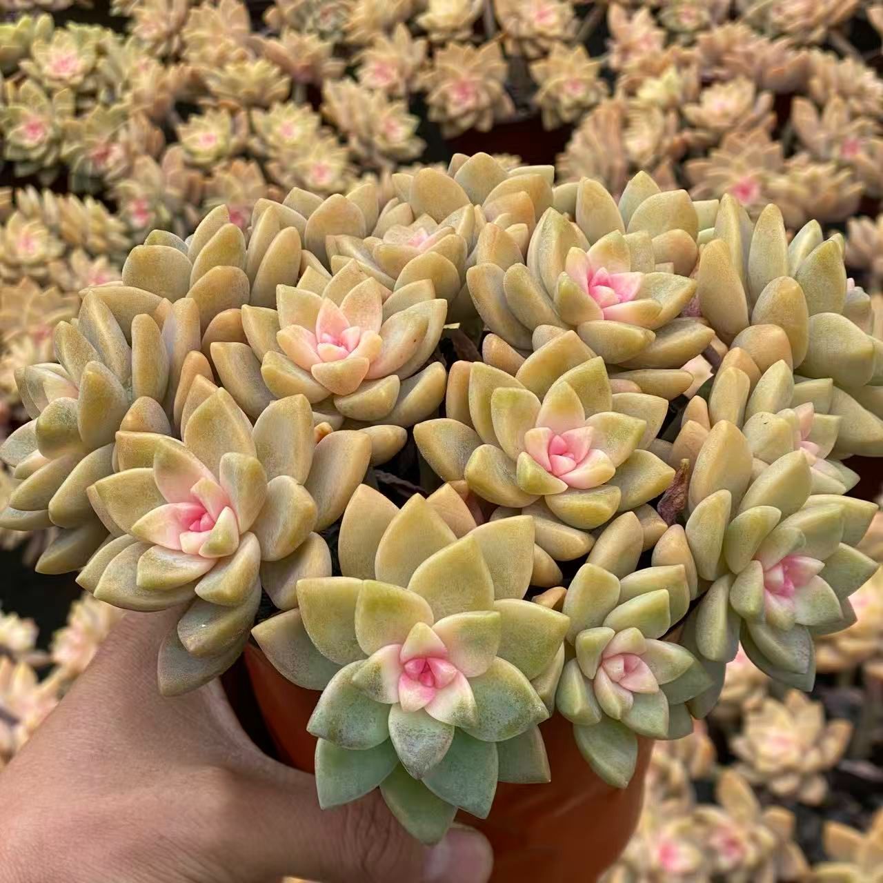 植物販売 DORIS（ドリス） 人工植物 観葉植物 光触媒 造花 植物 フェイク