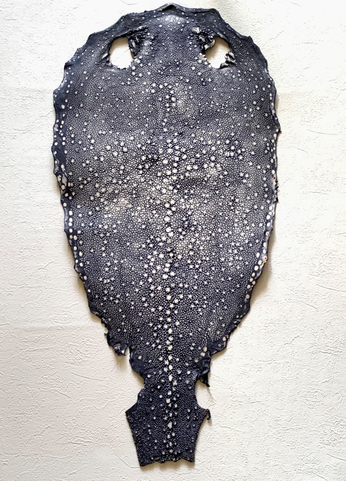 スタースティングレイ 17インチ ポリッシュ仕上げ 鮫皮