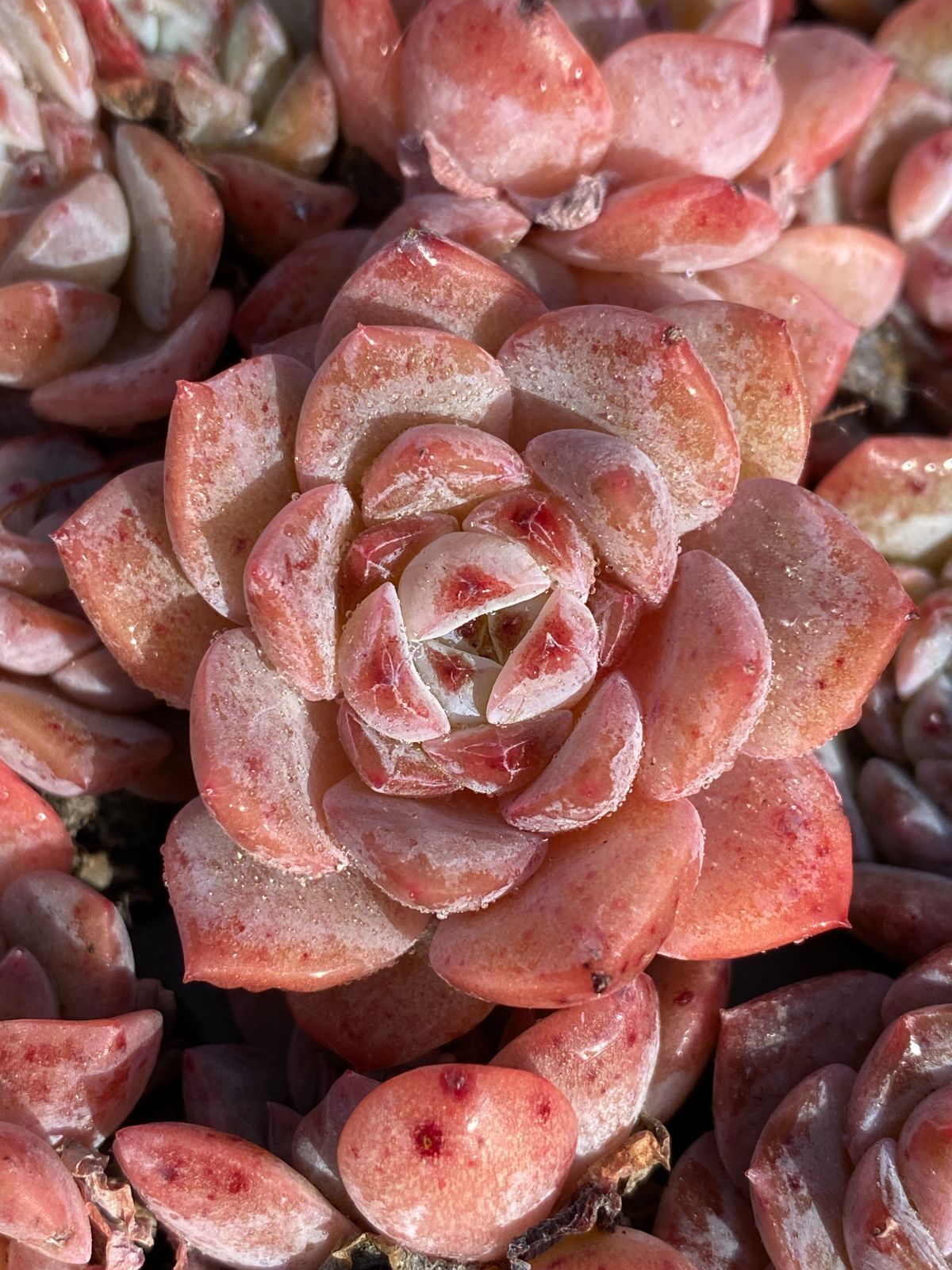 多*ん様 K1167　キャンデー　52株　多肉植物 抜き苗 エケベリア 韓国苗 多*ん様 K1167 キャンデー 52株 多肉植物 抜き苗 エケベリア 韓国苗 多