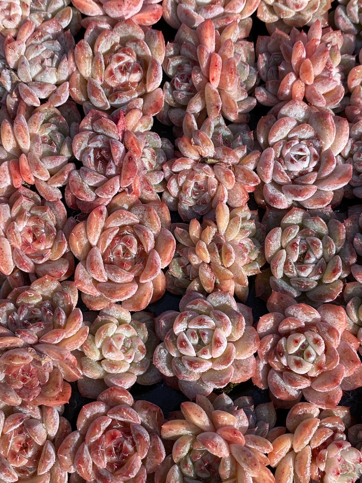 多*ん様 K1167　キャンデー　52株　多肉植物 抜き苗 エケベリア 韓国苗 多*ん様 K1167 キャンデー 52株 多肉植物 抜き苗 エケベリア 韓国苗 多