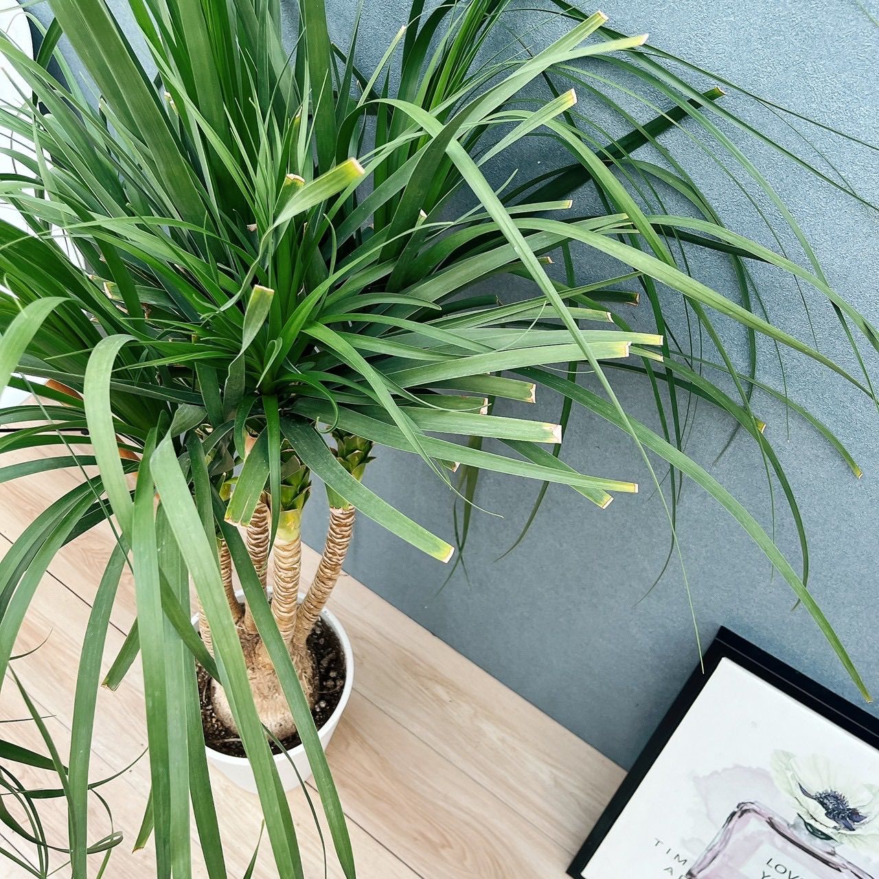 現品］21番 トックリラン 8号 ポニーテール ノリナ 観葉植物 室内 大型